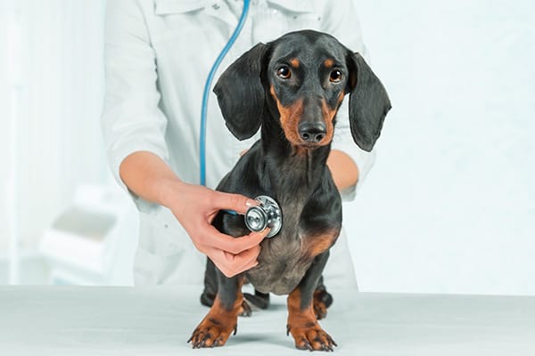 vet and dog