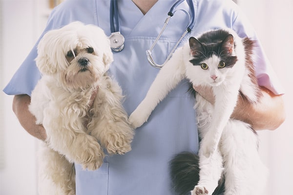 image-vet-min veterinarian